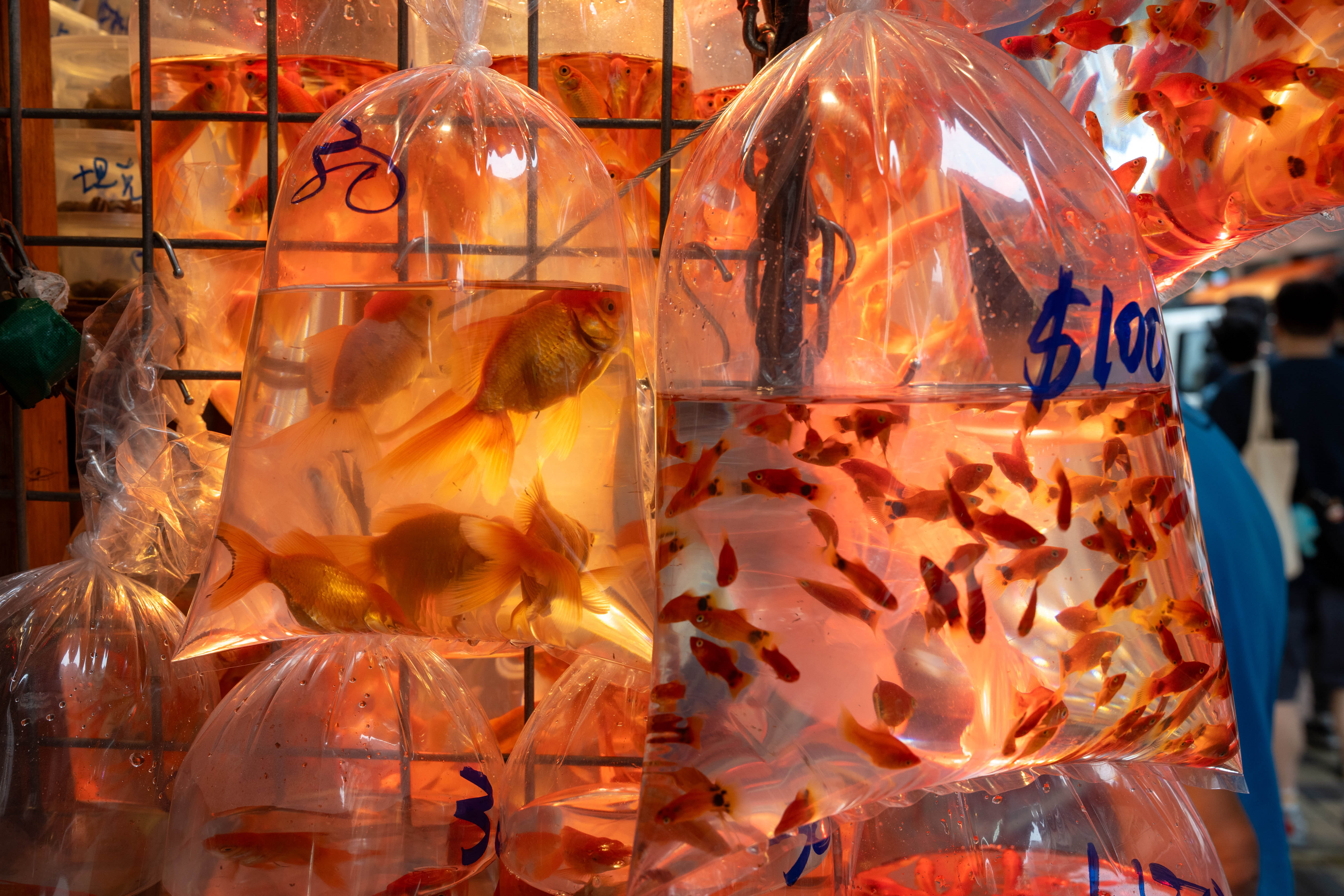 金魚街 