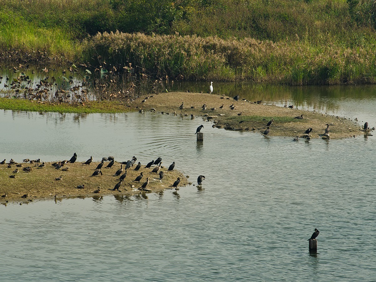HongKongWetlandPark_2.jpg